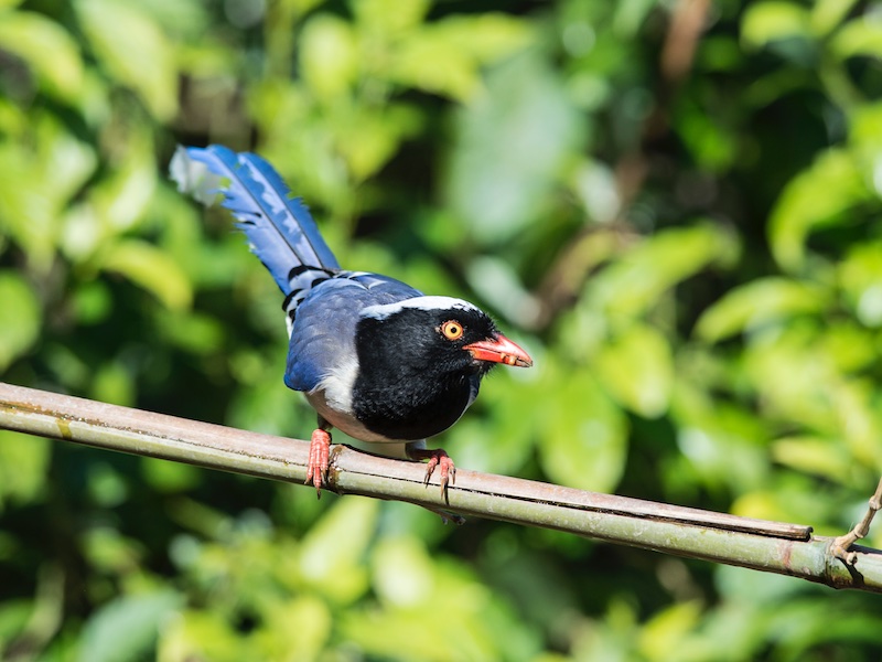 Birds of South East Asia