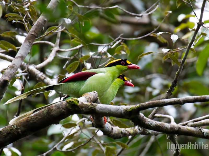 Birds of South East Asia