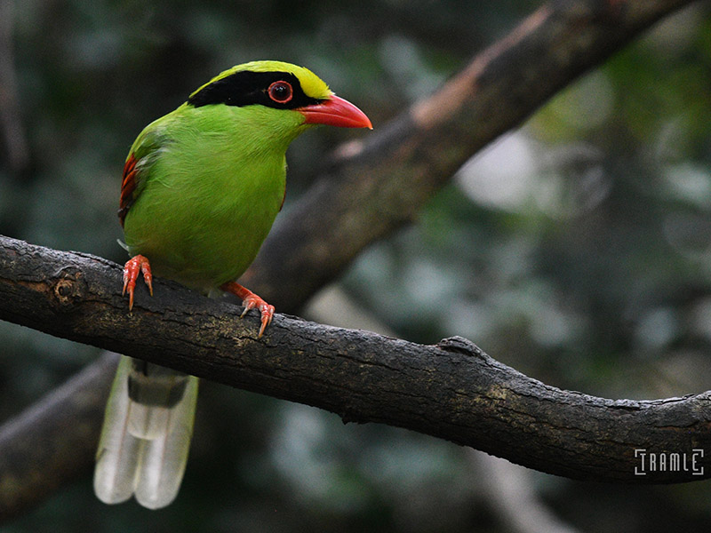 Birds of South East Asia