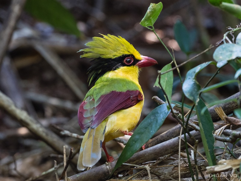 Birds of South East Asia