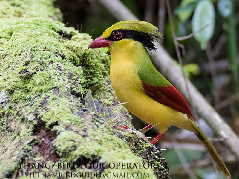 Birds of South East Asia