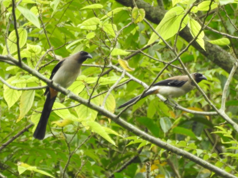 Birds of South East Asia