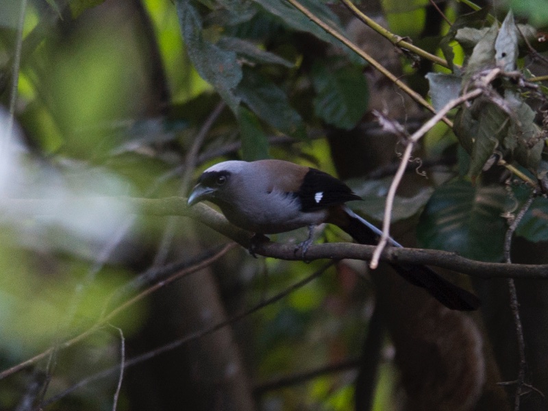 Birds of South East Asia