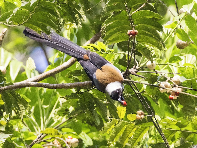 Birds of South East Asia