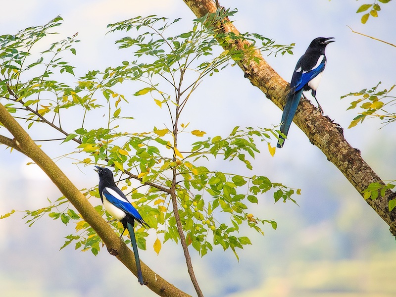 Birds of South East Asia