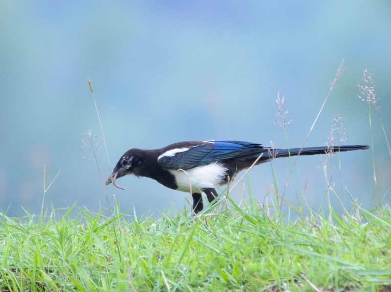 Birds of South East Asia