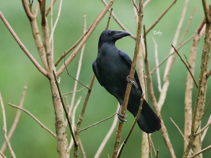 Birds of South East Asia
