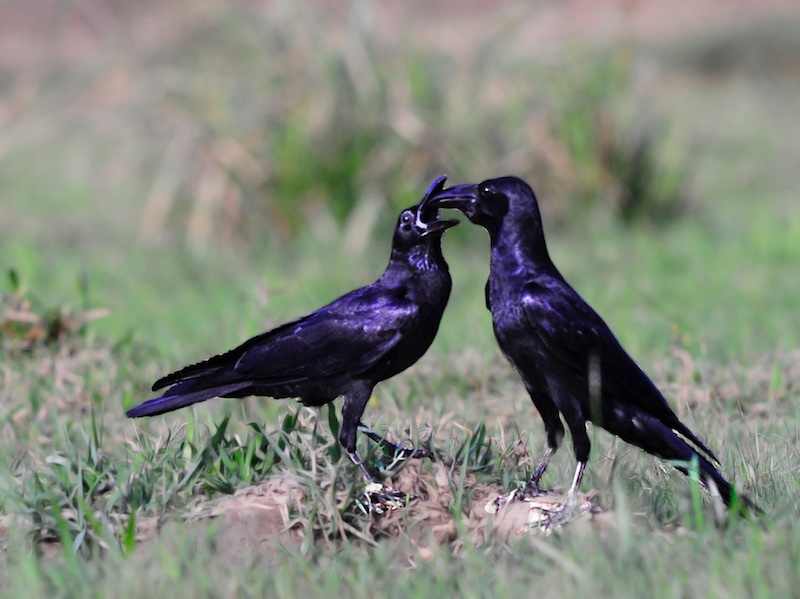 Birds of South East Asia