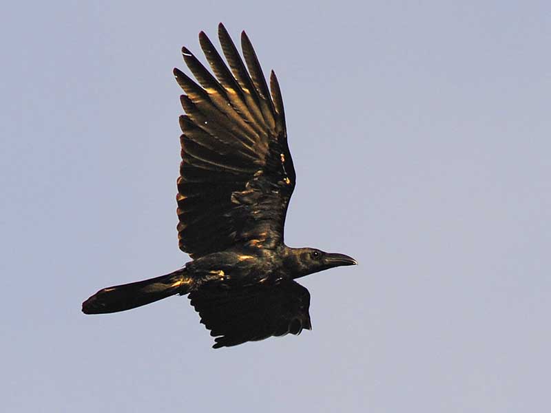 Birds of South East Asia