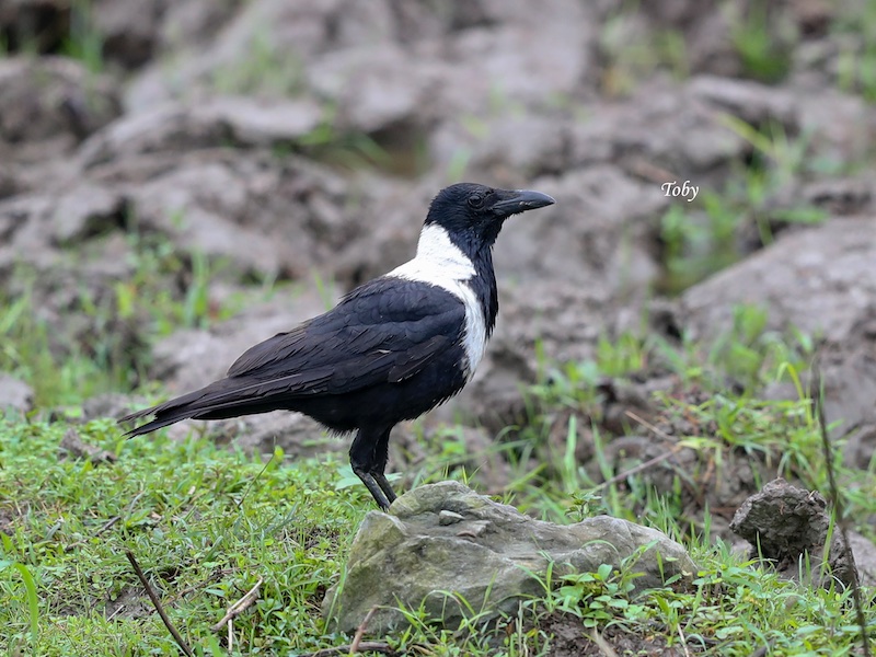 Birds of South East Asia