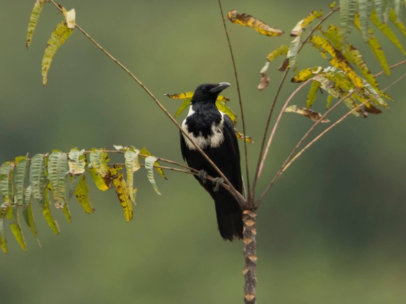 Birds of South East Asia