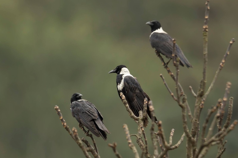 Birds of South East Asia