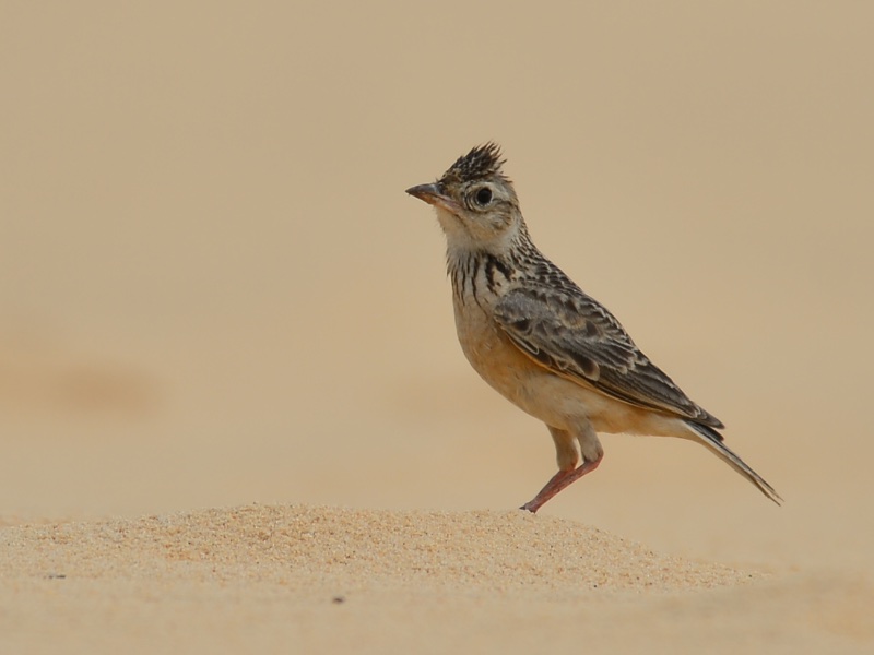 Birds of South East Asia