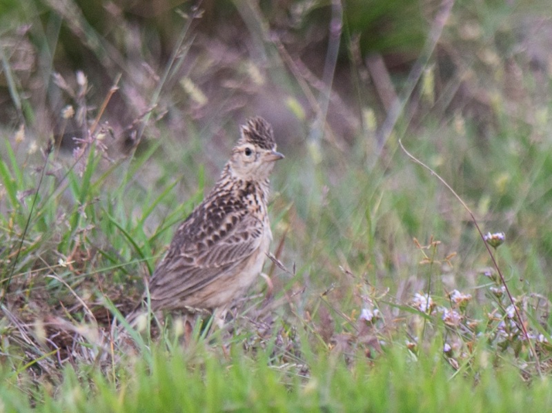 Birds of South East Asia