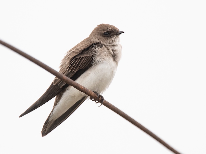 Birds of South East Asia