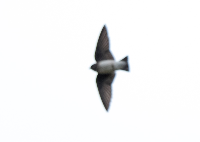 Birds of South East Asia