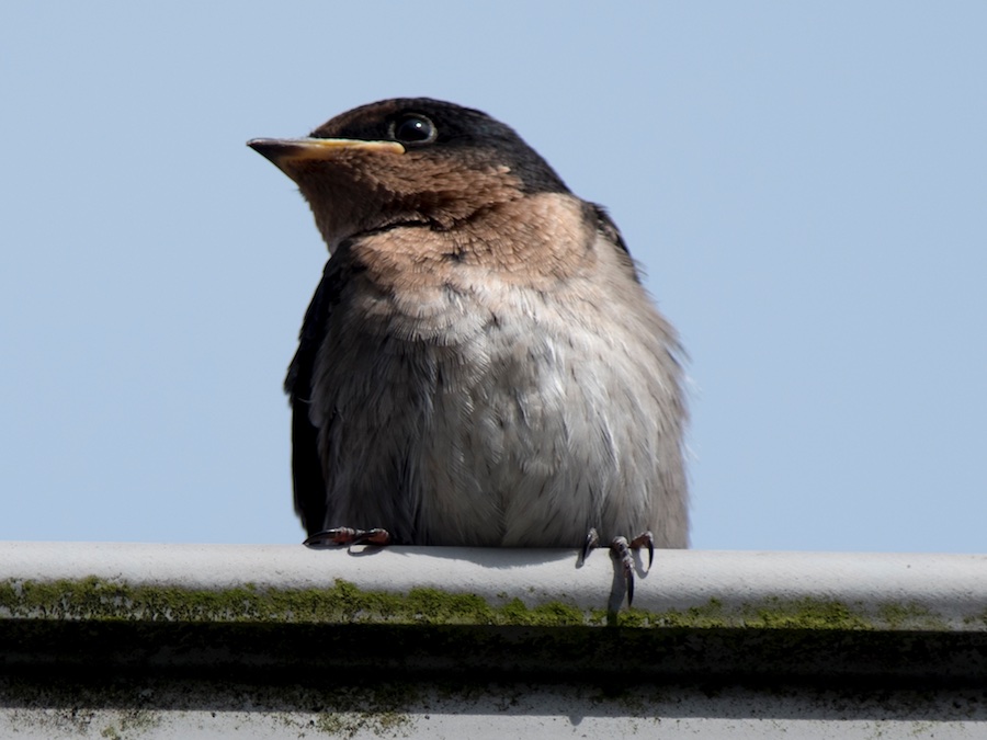 Birds of South East Asia
