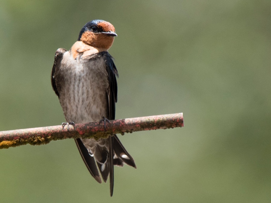 Birds of South East Asia