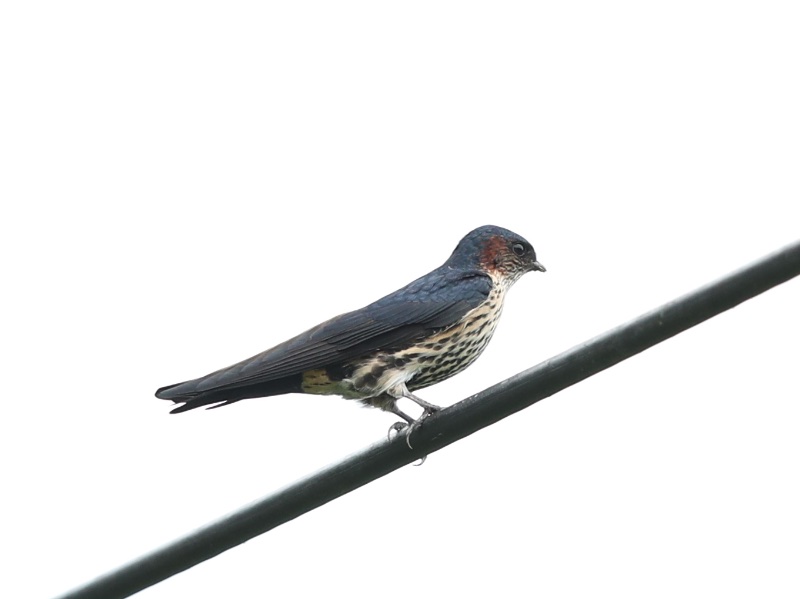 Birds of South East Asia