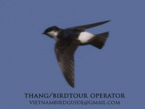 Birds of South East Asia