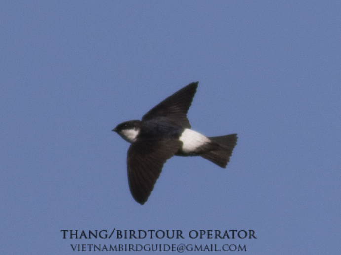 Birds of South East Asia