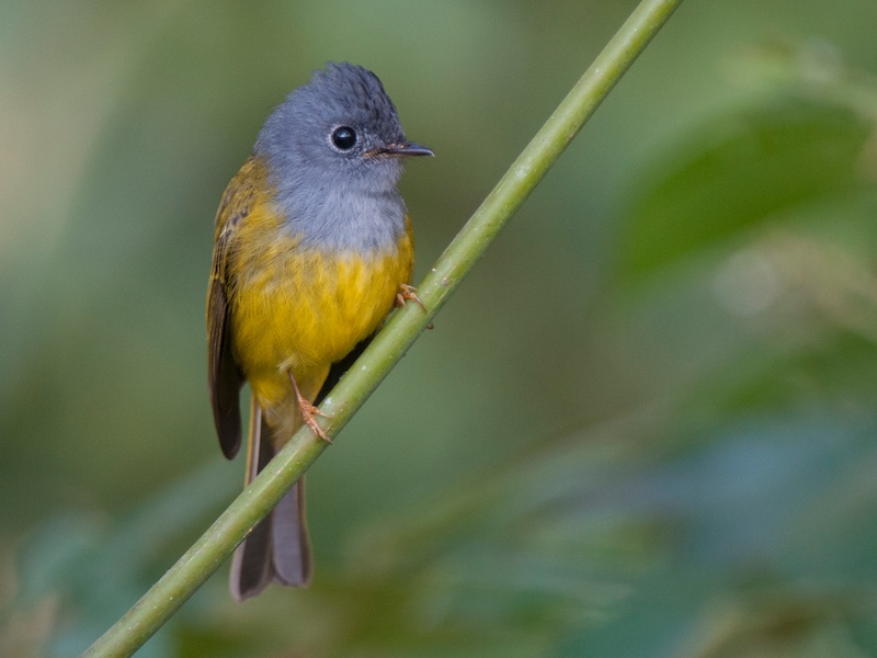 Birds of South East Asia
