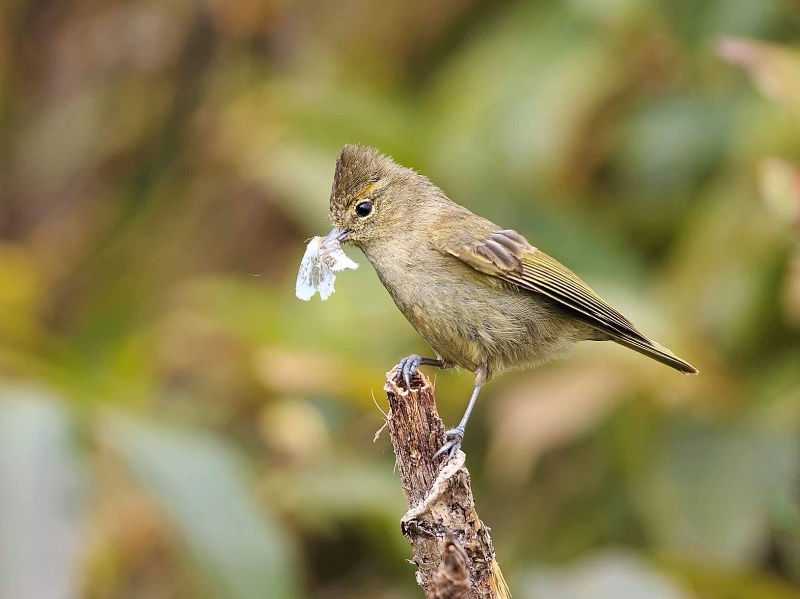 Birds of South East Asia