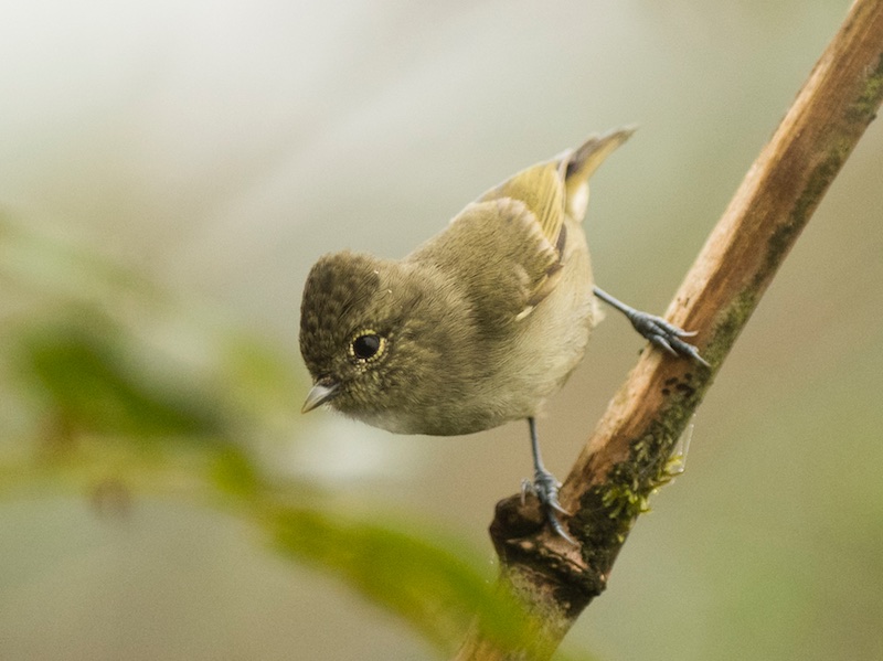 Birds of South East Asia