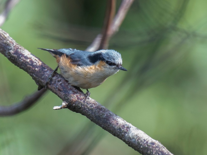 Birds of South East Asia