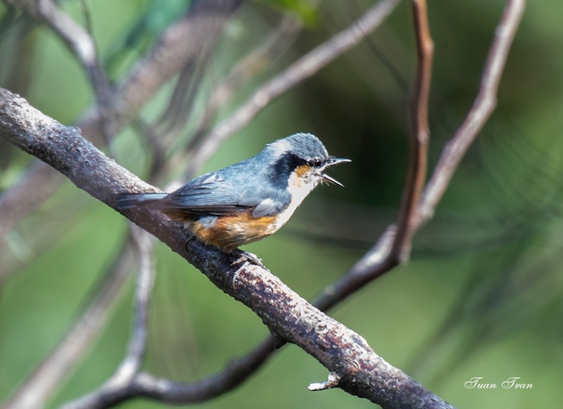 Birds of South East Asia