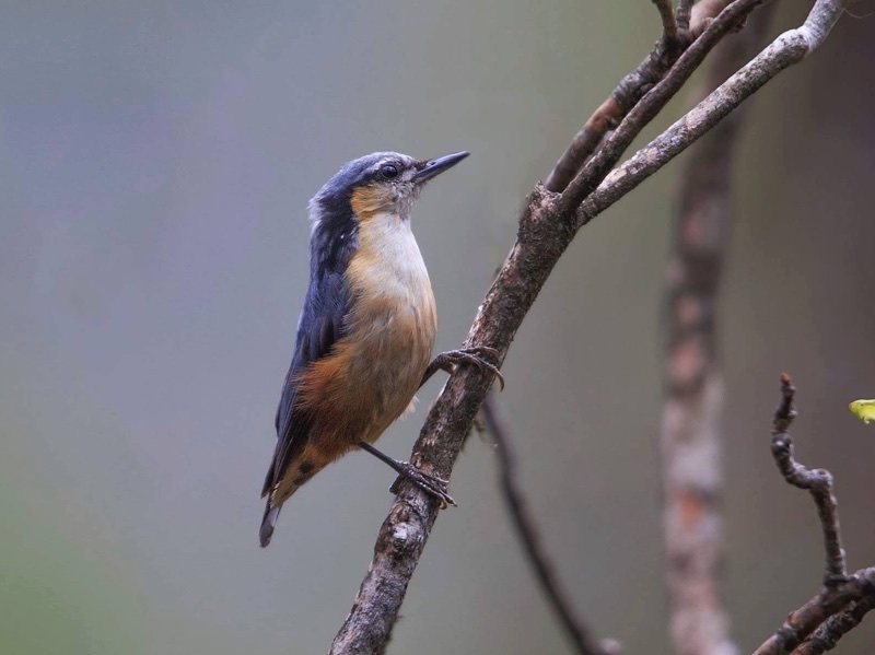 Birds of South East Asia