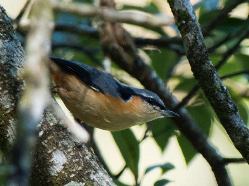 Birds of South East Asia