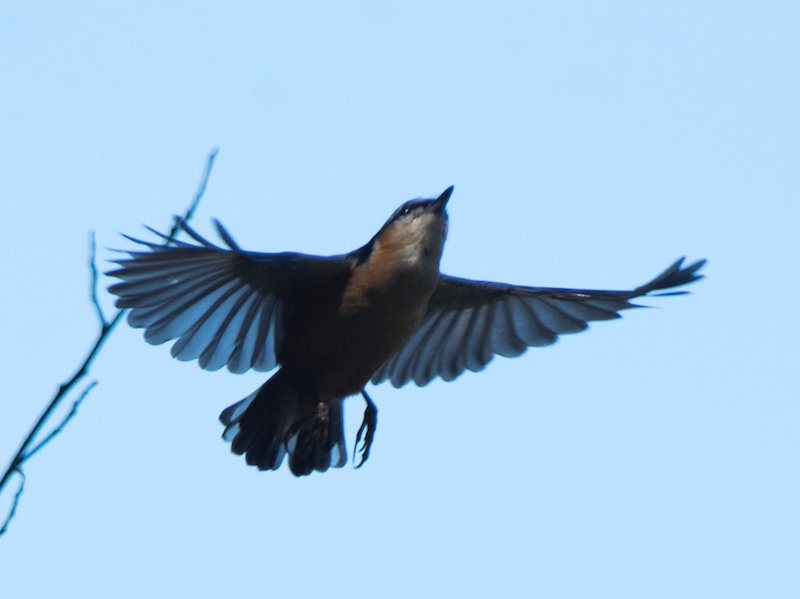 Birds of South East Asia