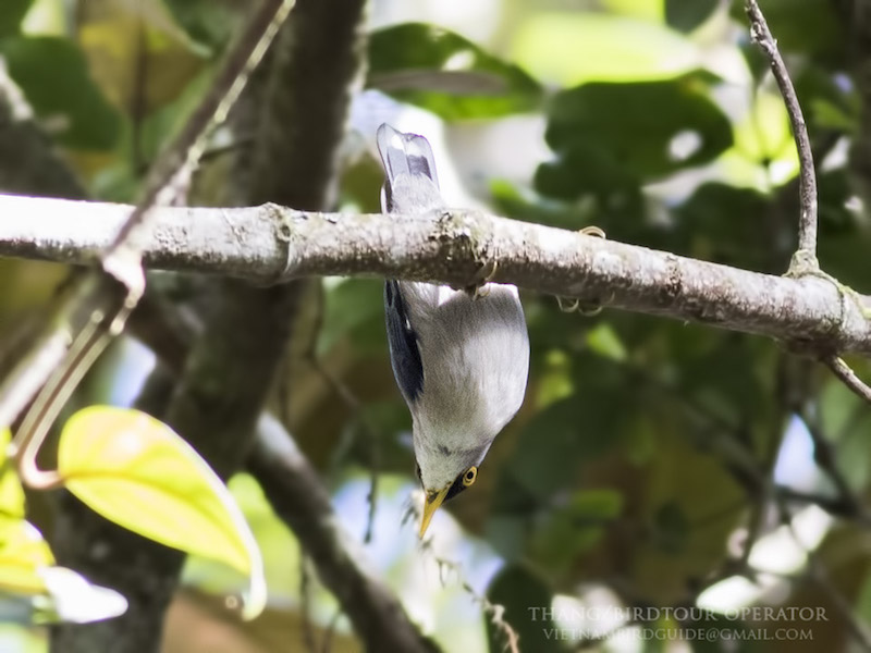 Birds of South East Asia