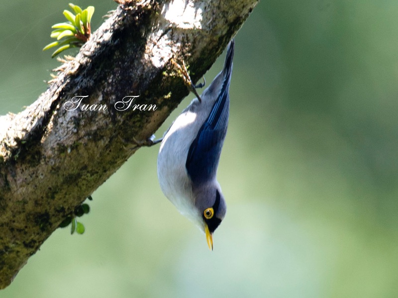 Birds of South East Asia