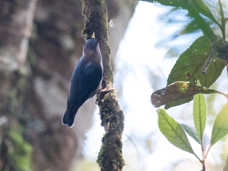 Birds of South East Asia