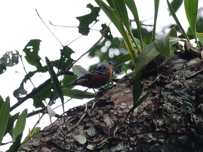 Birds of South East Asia