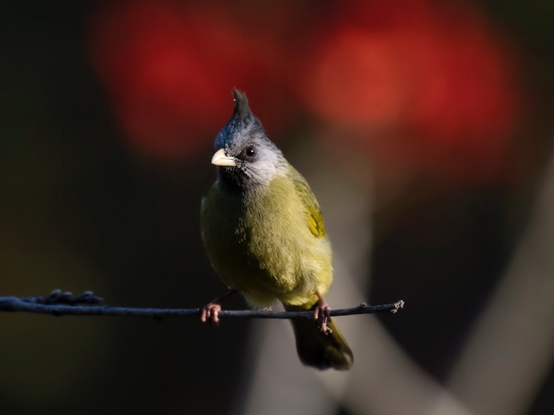 Birds of South East Asia
