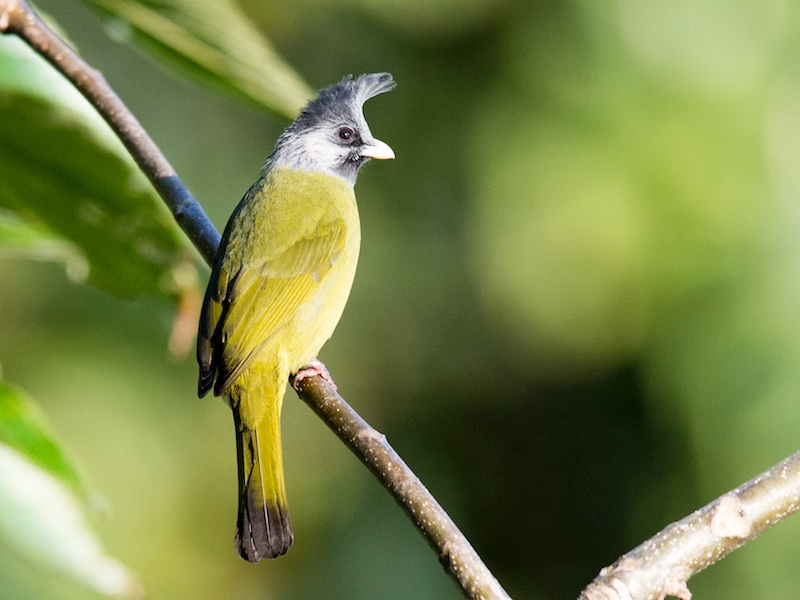 Birds of South East Asia