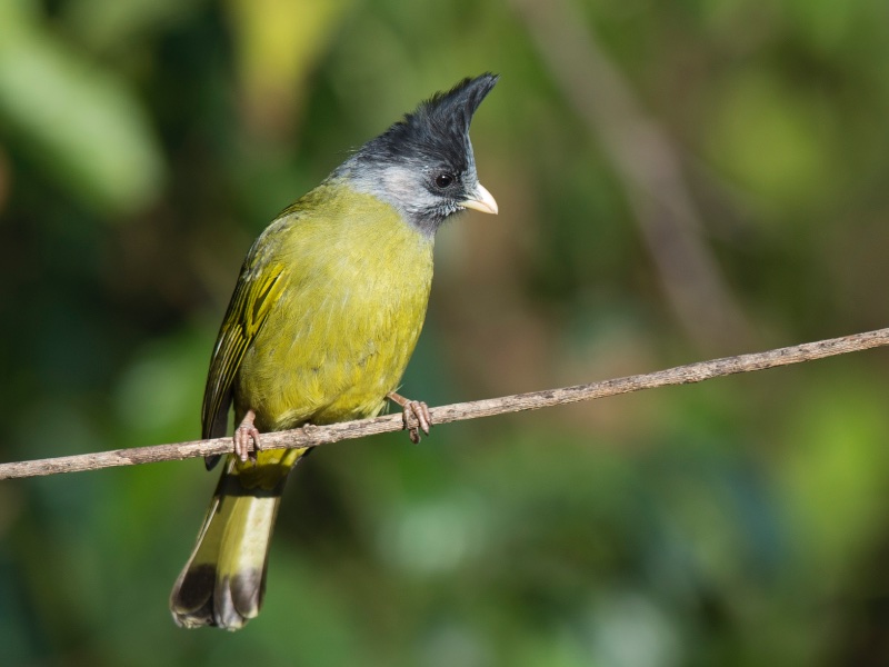 Birds of South East Asia