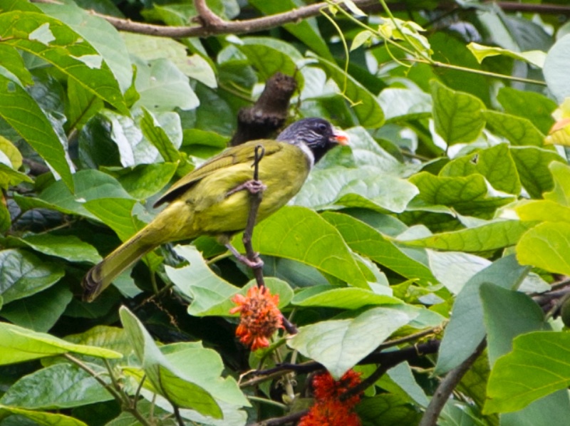 Birds of South East Asia