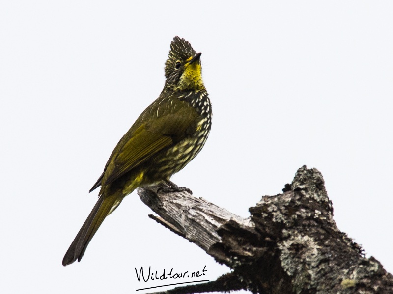 Birds of South East Asia