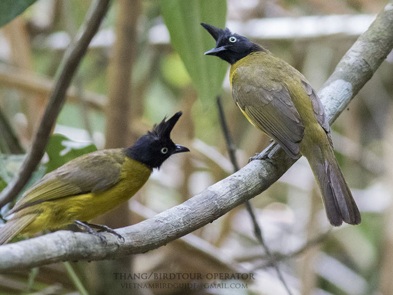 Birds of South East Asia