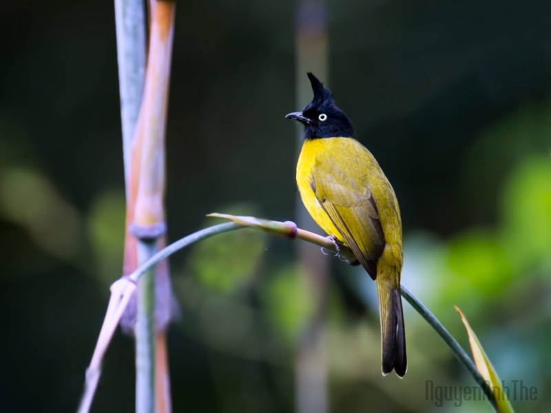 Birds of South East Asia