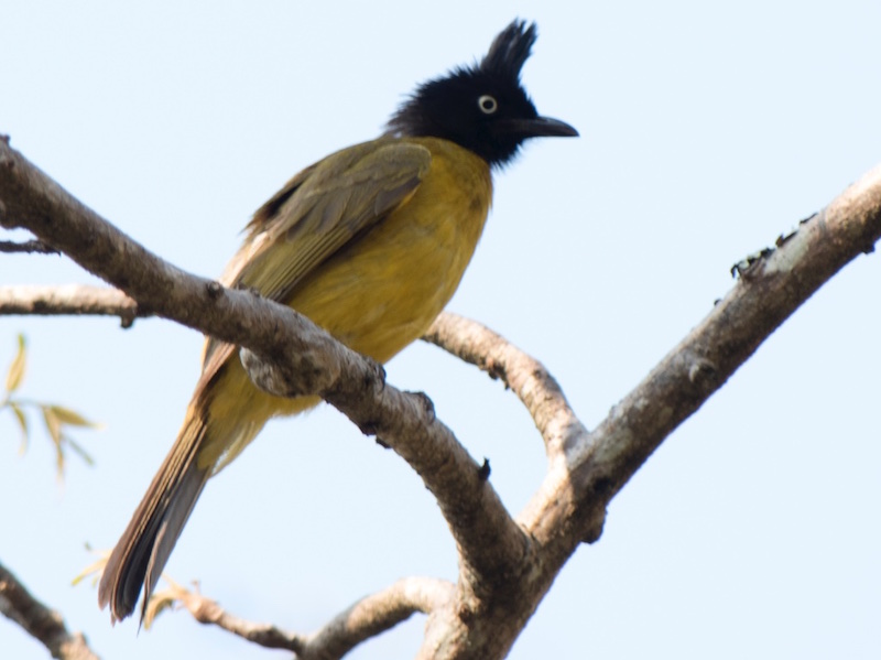 Birds of South East Asia