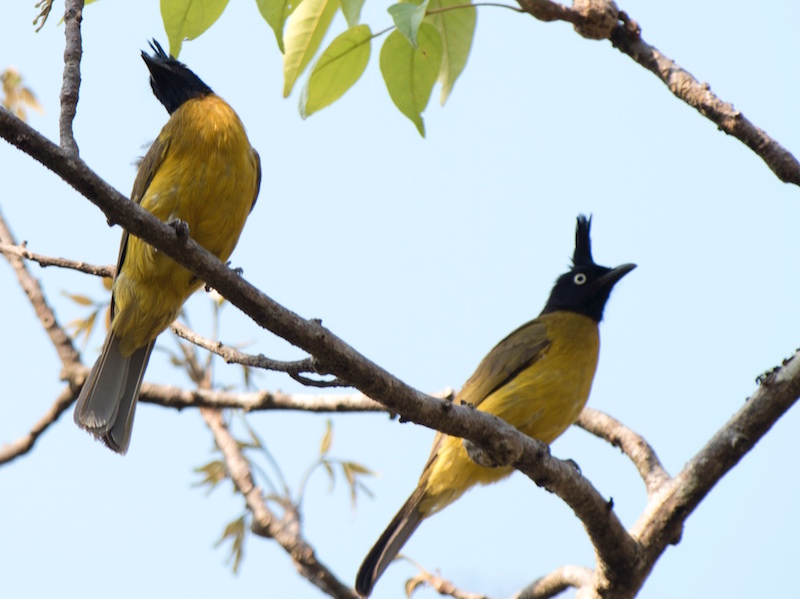 Birds of South East Asia