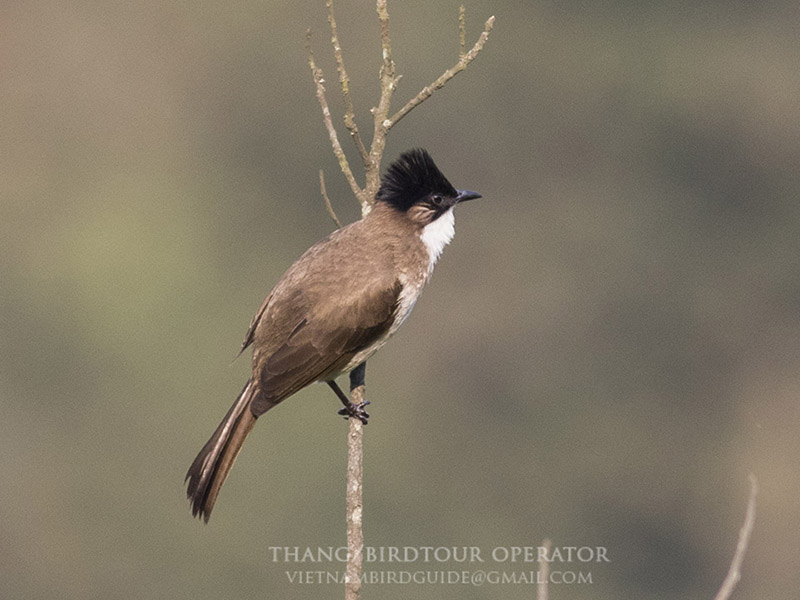 Birds of South East Asia