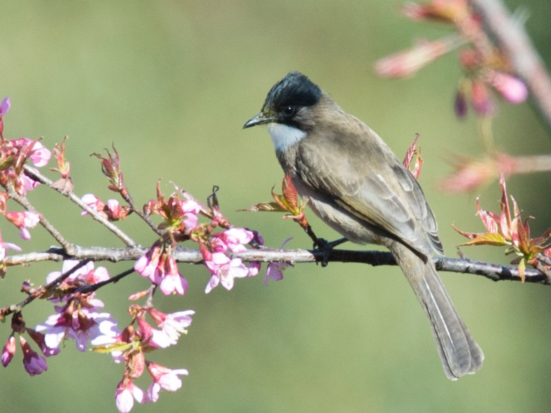 Birds of South East Asia