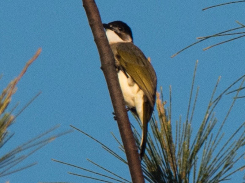 Birds of South East Asia