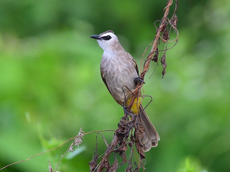 Birds of South East Asia